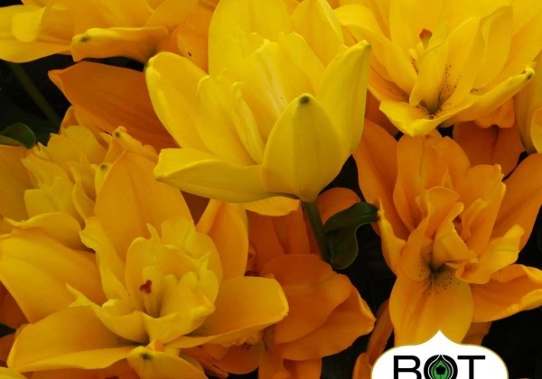 Lilium AZ Beverly Gold (G 14-006)