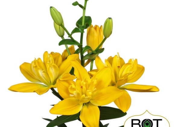 Lilium AZ Beverly Gold (G 14-006)
