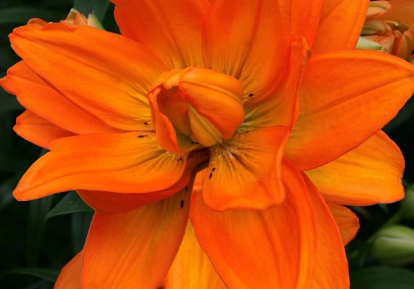Lilium AZ Hulk