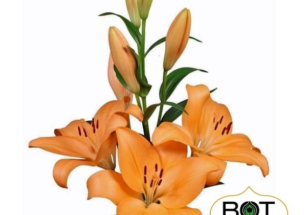 Lilium LA Menton