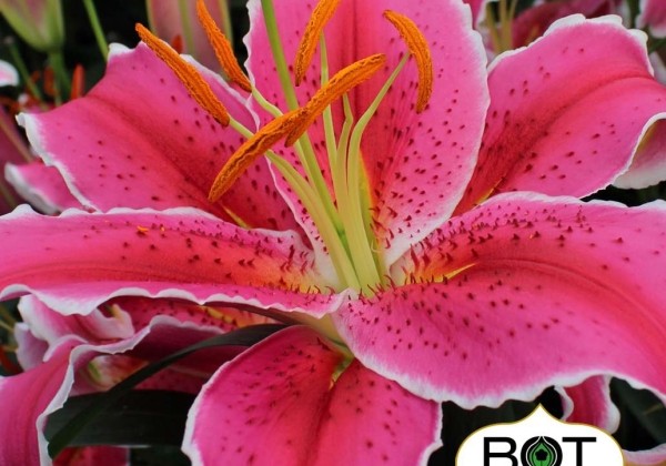 Lilium OR Marlon