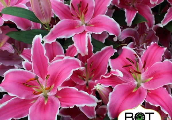 Lilium OR Marlon