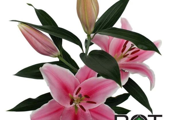 Lilium OR Marlon