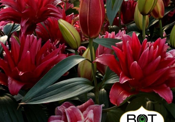 Lilium OR Red Rider