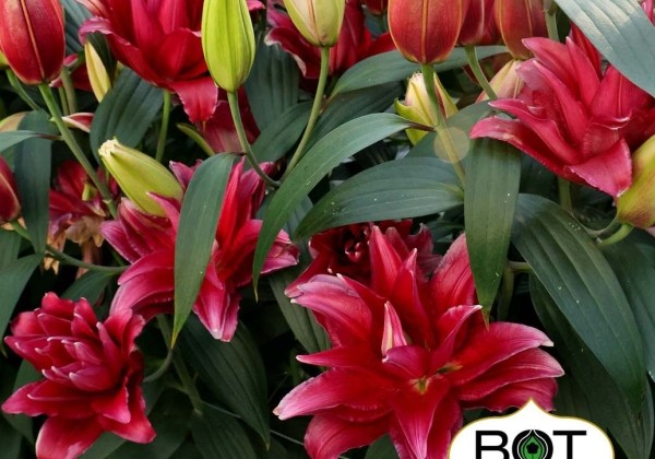 Lilium OR Red Rider