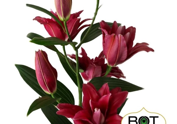 Lilium OR Red Rider