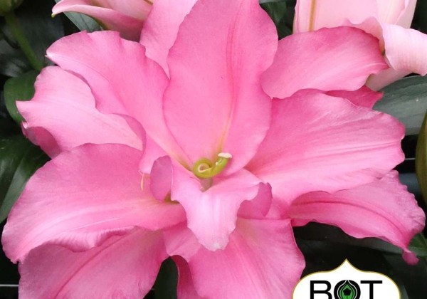 Lilium OR Pink Pulse