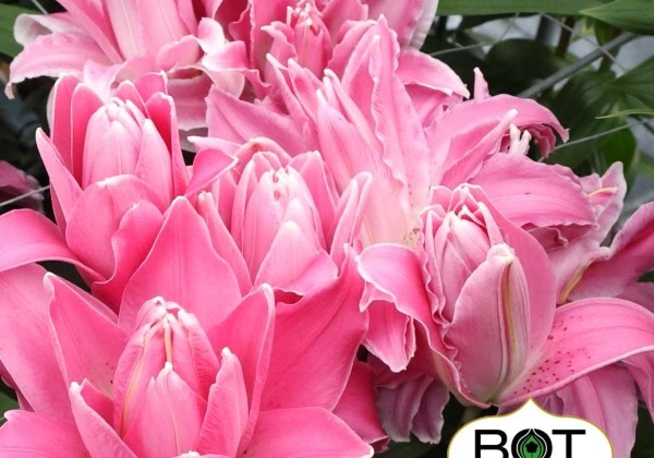 Lilium OR Trentino