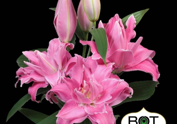 Lilium OR Trentino
