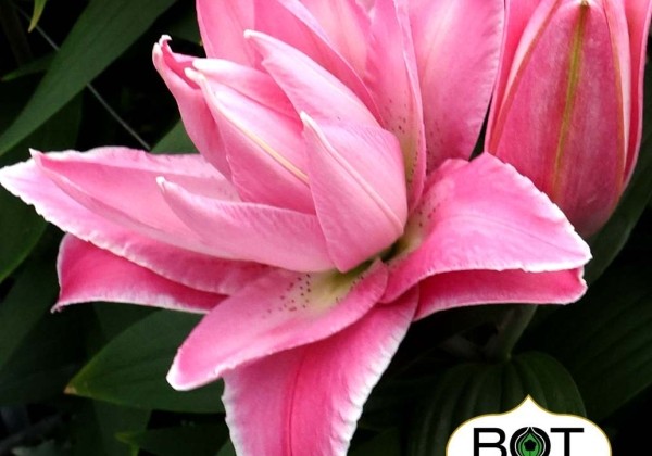 Lilium OR Trentino