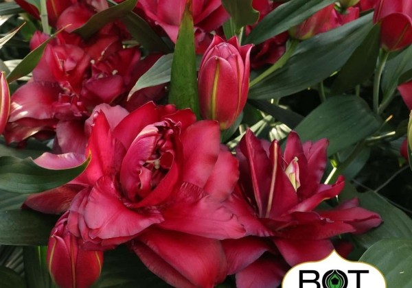 Lilium OR Jamala