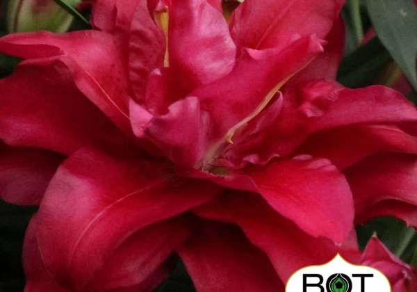 Lilium OR Jamala