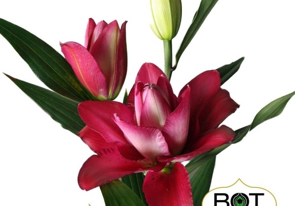 Lilium OR Jamala