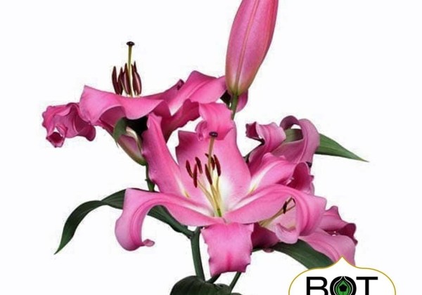 Lilium OT Batavia