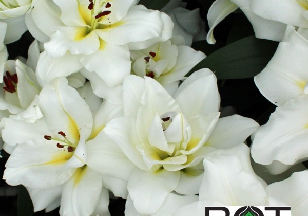 Lilium OT Blizzard