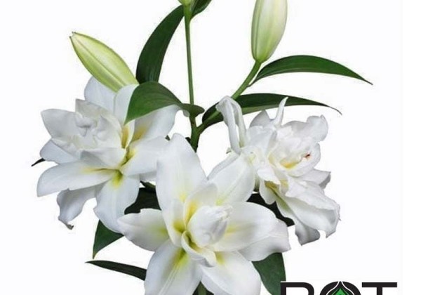 Lilium OT Blizzard