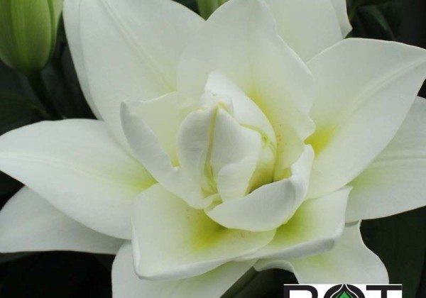 Lilium OT Blizzard