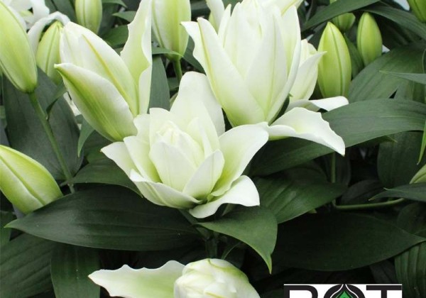 Lilium OT Blizzard