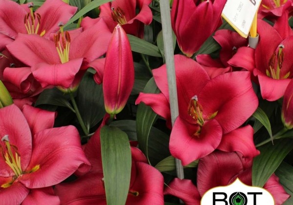 Lilium OT Monterosso