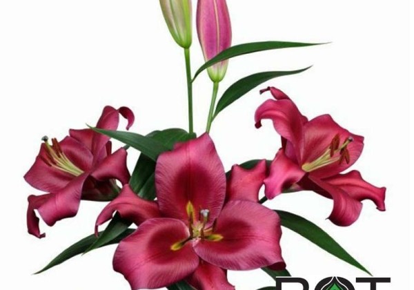 Lilium OT Monterosso