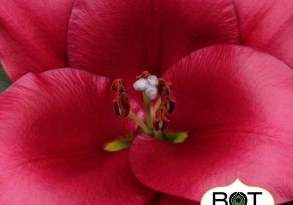 Lilium OT Monterosso