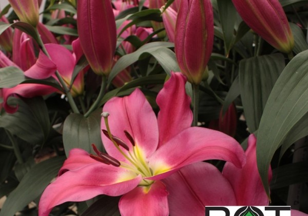 Lilium OT Valdosta