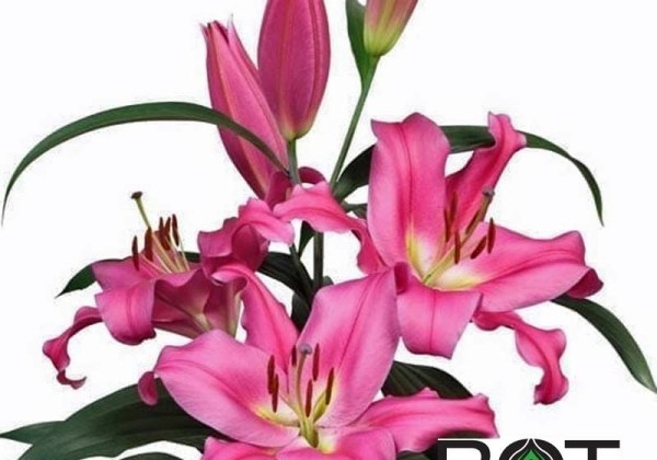 Lilium OT Valdosta