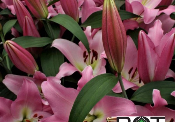Lilium OT Valdosta