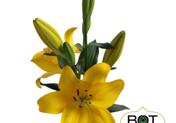 Lilium LA Branko