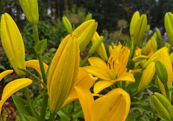 Lilium LA Branko