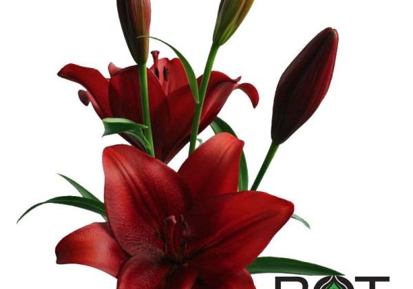 Lilium LA Calabria