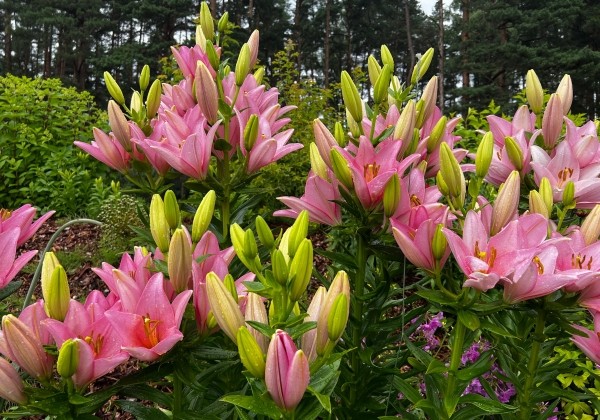 Lilium LA Cervia