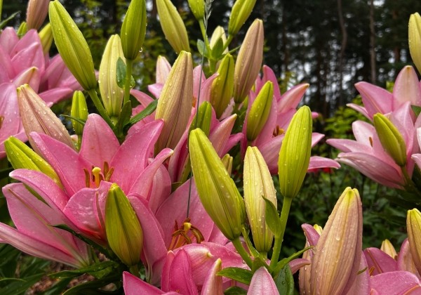 Lilium LA Cervia