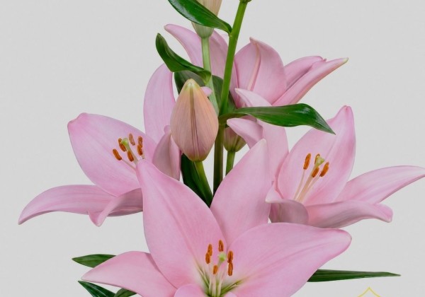 Lilium LA Cervia