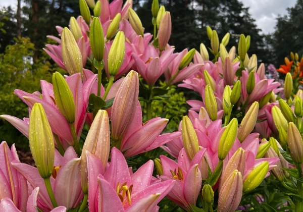 Lilium LA Cervia