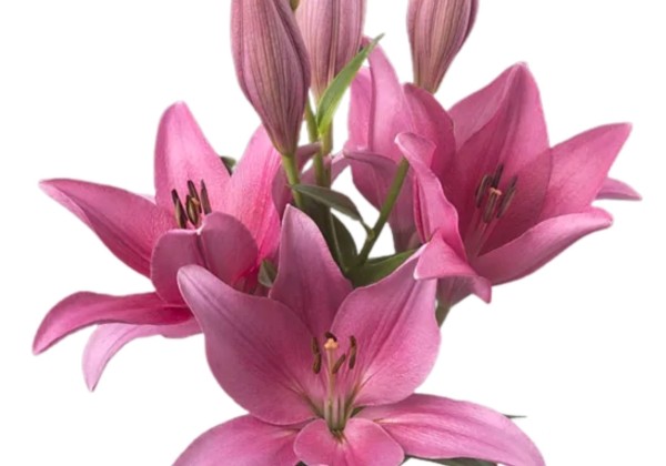 Lilium LA Dam Square