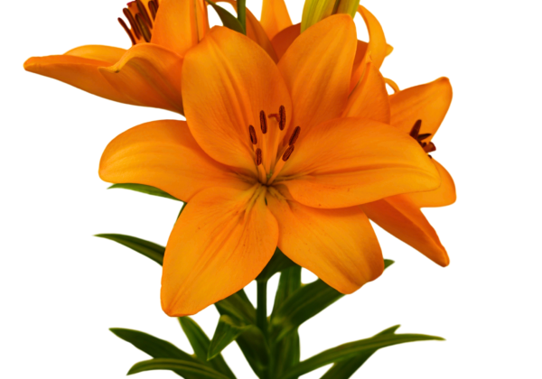 Lilium LA Denver