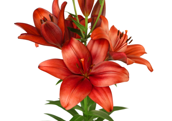 Lilium LA En Garde