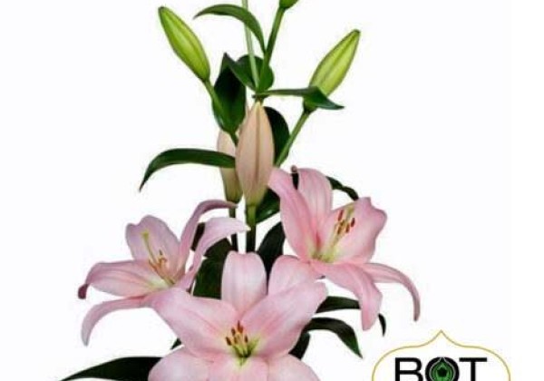 Lilium LA Pigalle