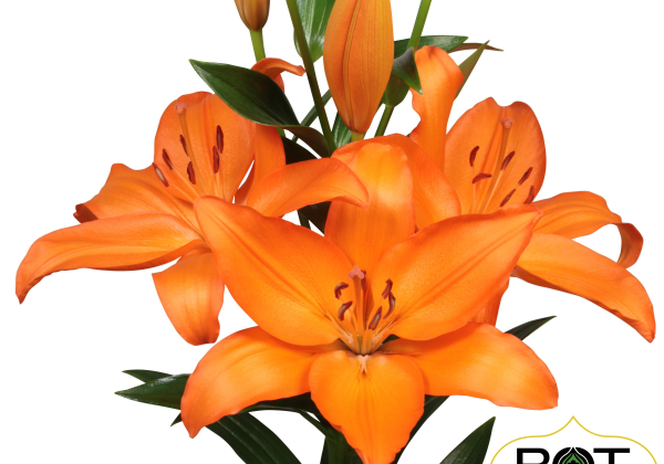 Lilium LA Ponta Delgada