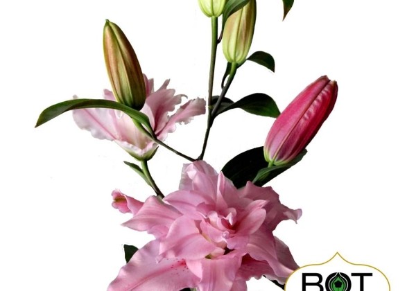 Lilium OR Victorias Secret