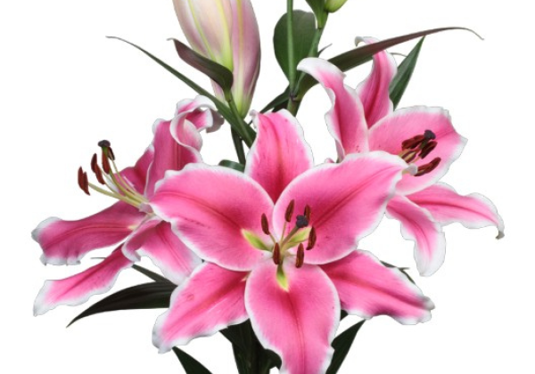 Lilium OT Brancusi