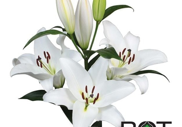 Lilium OT Galibier