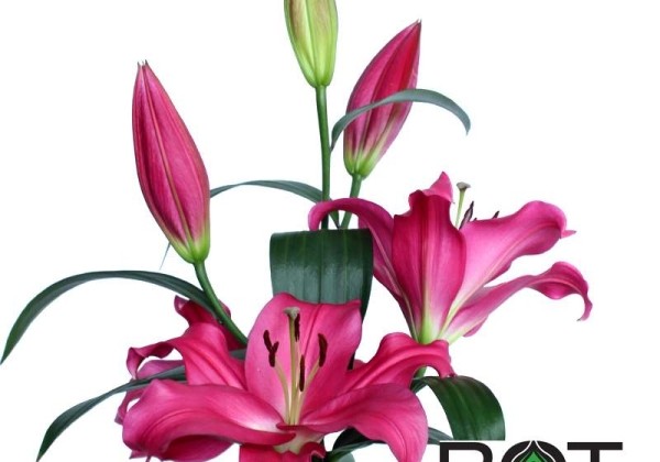 Lilium OT Loverstown