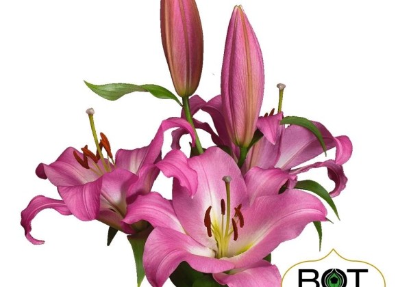 Lilium OT Master (Zanotmas)