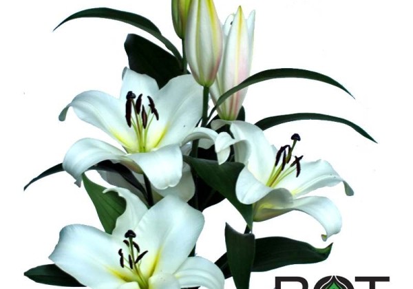 Lilium OT Saronno