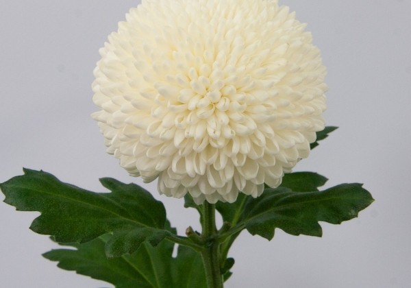 Chrysanthemum, lielziedu Ping Pong Super
