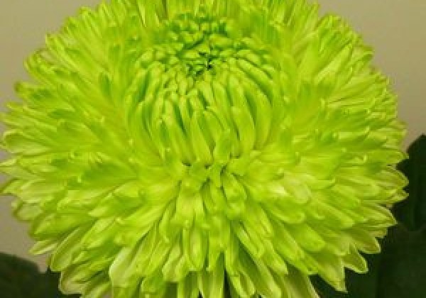 Chrysanthemum, lielziedu Borlu