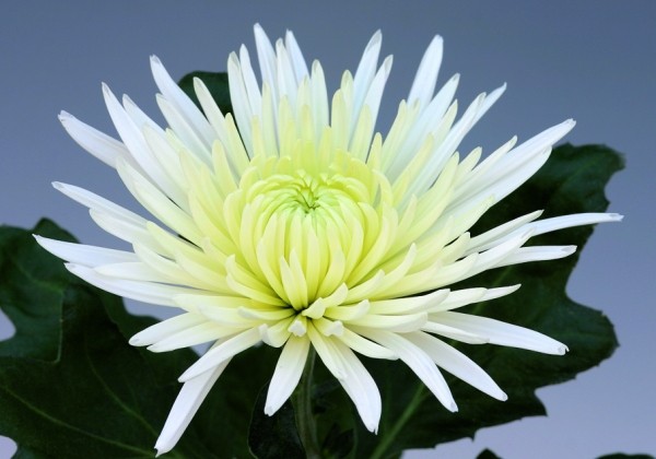 Chrysanthemum, lielziedu Anastasia White