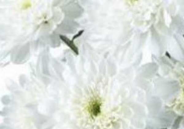 Chrysanthemum, daudzziedu Zembla White